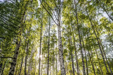 Bäume im Wald - FOLF04069