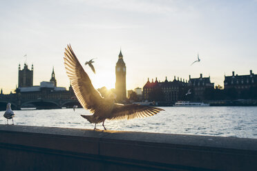 Birds on bank of River Thames with Houses of Parliament and Westminster Bridge in background - FOLF04310