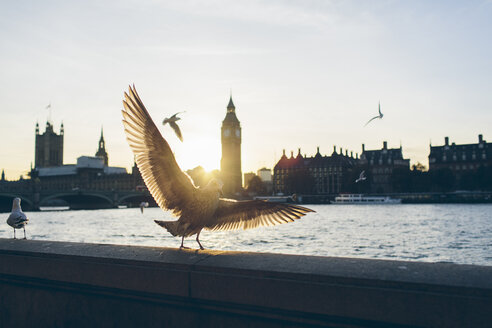 Vögel am Ufer der Themse mit Houses of Parliament und Westminster Bridge im Hintergrund - FOLF04310