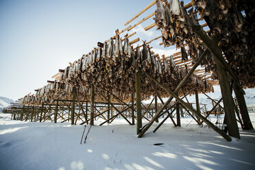 Large amount of dead fish hanging on wooden construction - FOLF04315