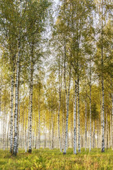 Poplar tree plantation, tree nursery growing tall straight trees with white  bark in Oregon, USA stock photo