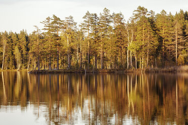 Forest reflecting in lake - FOLF04345