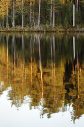 Forest reflecting in lake - FOLF04346