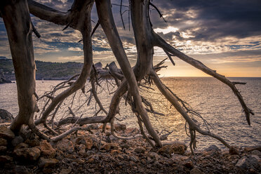 Driftwood on seashore at Port de Soller, Mallorca - FOLF04359