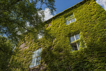 Schlingpflanze an der Wand des Königlichen Instituts für Technologie in Stockholm, Schweden - FOLF04374