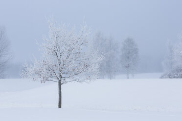 Snow covered ground - FOLF04760