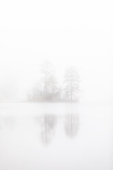 Bäume im Nebel am Skiren-See, Schweden - FOLF05027