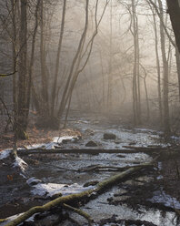 Wald im Winter - FOLF05041