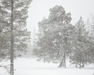 Bäume im Winter im Fulufjallet-Nationalpark, Schweden - FOLF05056