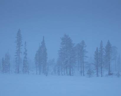 Bäume im Winter - FOLF05057