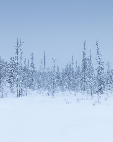 Bäume im Winter im Fulufjallet-Nationalpark, Schweden, lizenzfreies Stockfoto