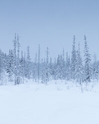 Trees during winter in Fulufjallet National Park, Sweden - FOLF05059