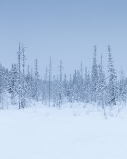 Bäume im Winter im Fulufjallet-Nationalpark, Schweden - FOLF05059