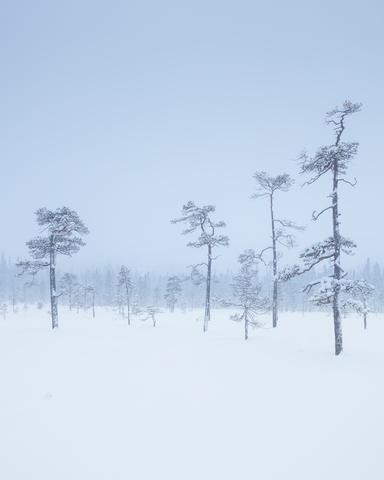 Bäume im Winter im Fulufjallet-Nationalpark, Schweden, lizenzfreies Stockfoto