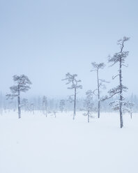 Trees during winter in Fulufjallet National Park, Sweden - FOLF05064
