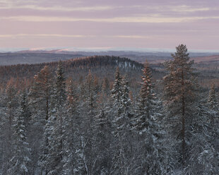 Bäume bei Sonnenaufgang im Winter im Fulufjallet-Nationalpark, Schweden - FOLF05066