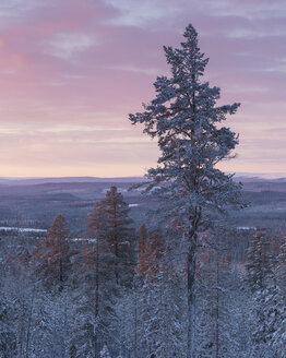 Bäume bei Sonnenaufgang im Winter im Fulufjallet-Nationalpark, Schweden - FOLF05067