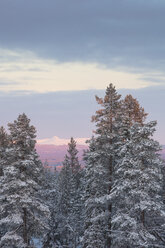Trees at sunrise during winter in Fulufjallet National Park, Sweden - FOLF05068