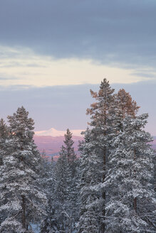 Bäume bei Sonnenaufgang im Winter im Fulufjallet-Nationalpark, Schweden - FOLF05068