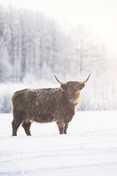 Stier im Schnee - FOLF05217