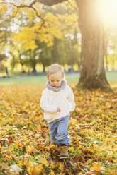 Little boy playing in autumn leaves - FOLF05227