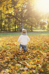 Kleiner Junge spielt im Herbstlaub - FOLF05228