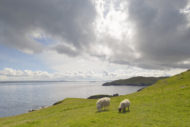 Schafe auf einem Hügel am Strand in Fethaland, Schottland - FOLF05279