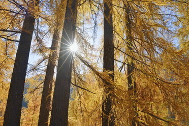 Italien, Südtirol, Europäische Lärche, Larix decidua, Wald gegen die Sonne - RUEF01827