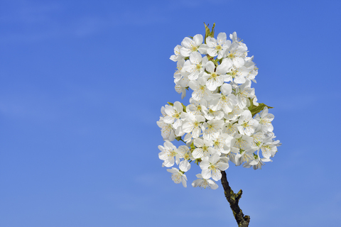 Deutschland, Baden-Württemberg, Kirschbaumblüte gegen blauen Himmel, Kopierraum, lizenzfreies Stockfoto