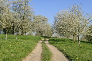 Deutschland, Baden-Württemberg, Ländliche Straße durch Kirschbaumplantagen - RUEF01831