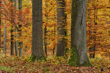 Deutschland, Bayern, Wald im Herbst - RUEF01834
