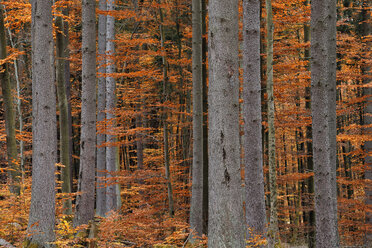 Deutschland, Bayern, Wald im Herbst - RUEF01835