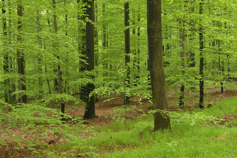 Deutschland, Bayern, Steigerwald, grüner Wald im Frühling, lizenzfreies Stockfoto