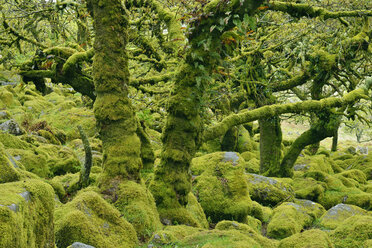 United Kingdom, England, Dartmoor National Park, Trees and granite boulders are overgrown with moss - RUEF01842