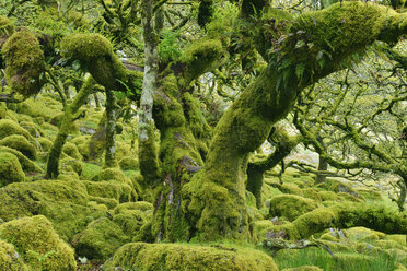 United Kingdom, England, Dartmoor National Park, Trees and granite boulders are overgrown with moss - RUEF01843