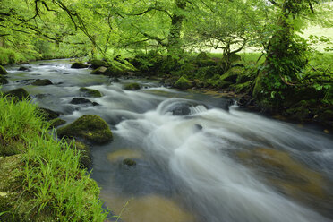 United Kingdom, England, Cornwall, Liskeard, River Fowey - RUEF01845