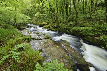 United Kingdom, England, Cornwall, Liskeard, River Fowey - RUEF01846