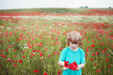 Boy in poppy field - FOLF05420