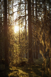 Sun shining through trees - FOLF05453