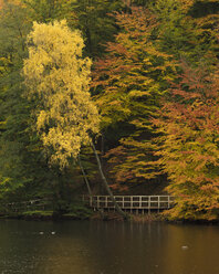 Herbstbäume im Soderasens-Nationalpark - FOLF05458