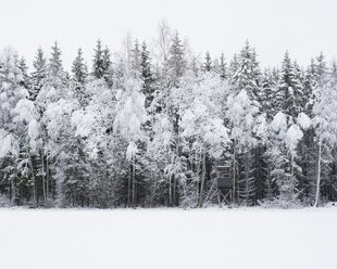 Schneebedeckter Wald - FOLF05463