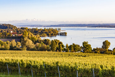 Deutschland, Baden-Württemberg, Bodensee bei Ueberlingen, Weinberge - WDF04541