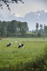 Cows grazing in green meadow - FOLF05609