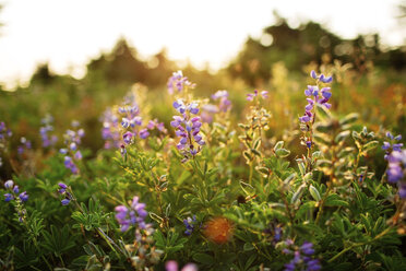 Blumen auf einem Feld gegen den klaren Himmel - CAVF31278