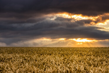 Vereinigtes Königreich, East Lothian, Weizenfeld bei Sonnenuntergang - SMAF00994