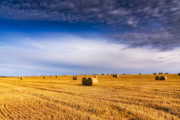 United Kingdom, Scotland, East Lothian, field and hay bales in the evening light - SMAF00996