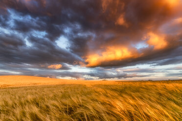 United Kingdom, East Lothian, barley field at sunset - SMAF00998