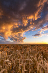 United Kingdom, East Lothian, wheat field at sunset - SMAF00999