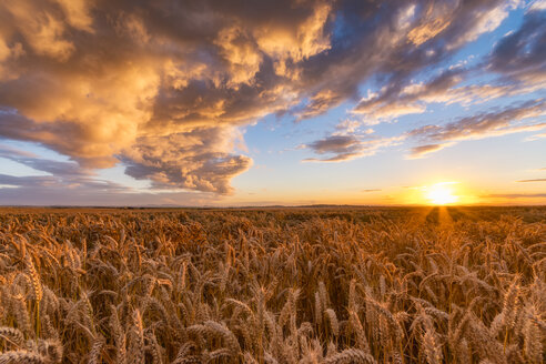 United Kingdom, East Lothian, wheat field at sunset - SMAF01000