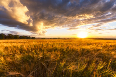 United Kingdom, East Lothian, barley field at sunset - SMAF01001